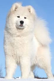 White Fluffy Dog Samoyed Dogs Beautiful Dog Pictures Greenland Dog
