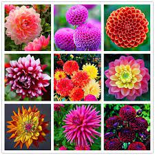 100 Pcs Dahlia Flower Rainbow Mixed Colors To Choose From Garden Floweringtrees Floweringplants Tools Plants Dahlia Flower Flower Seeds Flowering Trees