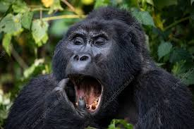 Image result for gorilla teeth