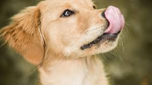 Tori black, lick stocking, black stockings, black stock. What It Means When A Dog Licks Its Lips