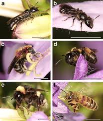 Vanessa's flowers, your trusted local florist in plymouth, offers professionally designed flower arrangements and floral gifts to fit any occasion. Flower Visitors Of Campanula Are Oligoleges More Sensitive To Host Specific Floral Scents Than Polyleges Springerlink