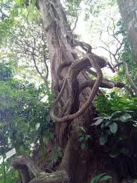 Image result for Pleioceras orientale