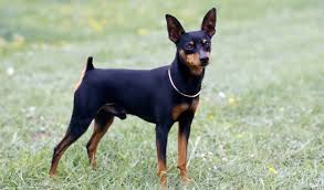 Image result for miniature pinscher