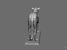 It is my awesome anatomy anki deck. Big Cat Anatomy Sculpture Lioness By Gabriele Pennacchioli Kickstarter