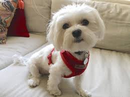 Your dog may be trying to tell you something. How To Potty Train An Adult Who Starts Having Accidents In The House Dog Gone Problems