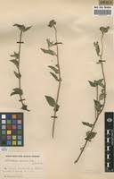 Image result for Sclerocarpus africanus