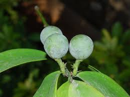 Image result for Nageia nagi