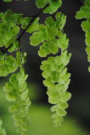 Image result for Ctenium concinnum