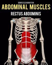 Abdominal Muscles Rectus Abdominis External Obliques Internal Obliques Transversus Abdominis Log In To Th Transversus Abdominis Abdominal Muscles Abdominal