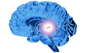 Pituitary Gland Meditation For Height Growth By Health Pro Blog - Issuu