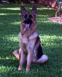 See more of german shepherds of colorado springs on facebook. Review Us Von Der Otto German Shepherds