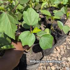 Image result for Hoslundia