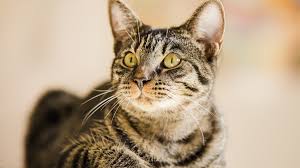 The identification of the causative organism of mange. Mange In Cats Types Causes And Symptoms Bechewy