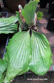 Image result for Platycerium elephantotis