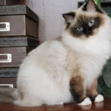 Ragdolls Ragdoll Essex Ontario Cats Kittens Southwestern Ontario Windsor Toronto Michigan Ragdol Ragdoll Kitten Ragdoll Cat Ragdoll Kittens For Sale