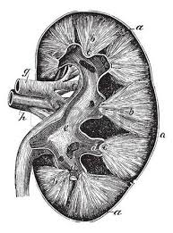 Related posts of anatomy of outer ear diagram. Human Kidney Vintage Engraving Old Engraved Illustration Of Medical Drawings Medical Art Human Anatomy Drawing