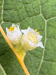 Image result for Cuscuta australis