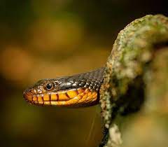 A Plain Bellied Water Snake Nerodia Erythrogaster From Snake Road This Fall Beardedbiologist Watersnake Nonvenomous Snake Wildlife Photography Instagram