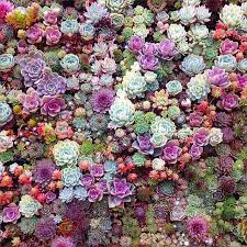 What I Like Wall Of Succulents Md Kakteen Garten Sukkulenten Pflanzen Sukkulentenwand