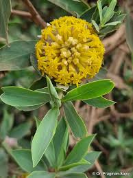 Image result for Gnidia glauca