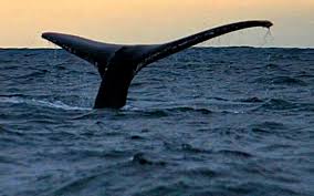 Usa, il racconto del pescatore inghiottito da una balena: Inghiottito Da Una Balena La Fa Tossire E Si Salva Metro News