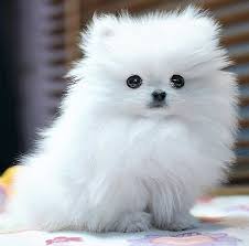 Check spelling or type a new query. Animal Cute Dog Pomeranian White Cute Animals Baby Animals Cute Baby Animals