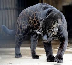 Albino or leucistic individuals of the same species are known as white panthers. Why Are There Black Panthers In Canada Quora