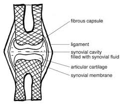 The synovial cavity/joint is filled with synovial fluid. Joints