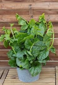 Image result for Basella