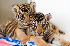 Popular white tiger child of good quality and at affordable prices you can buy on aliexpress. Buy Tigger Cubs Buy Cubs Sell Cubs Buy Tigger Online In Pakistan Tigger Cubs For Sale And Purchase Anak Harimau Humor Hewan Lucu Bayi Hewan