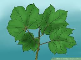 3 Ways To Identify A Sycamore Tree Wikihow