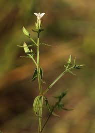 Image result for Canscora alata