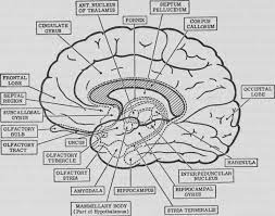 Psychology Brain Anatomy Coloring Page Sketch Coloring Page Anatomy Coloring Book Writing Worksheets Cursive Writing Worksheets Take our free left brain right brain quiz to discover which side of the brain you use the most! psychology brain anatomy coloring page