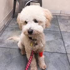 Should the vet feel that you need to take your pet into the clinic, make an appointment with us and we will discount your consult price by the amount you paid. 1st Pet Veterinary Center 46 Photos 185 Reviews Veterinarians 5404 E Southern Ave Mesa Az Phone Number
