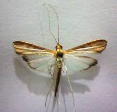 Image result for Euclasta