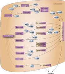 These substances work by magnifying the efficiency and effects. Benzodiazepine Pathway Pharmacokinetics