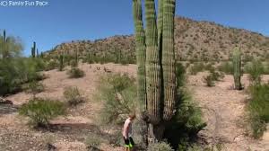 How did you get to where you are today? Giant Saguaro Cactus Youtube