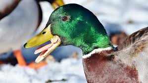 Funf Grunde Warum Du Keine Enten Mit Brot Futtern Solltest Wetter Com