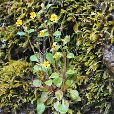 Image result for Phrymaceae