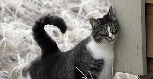They are sociable, easily trained, and adapt well to other animals and children. Blog All About The American Shorthair Meowtel