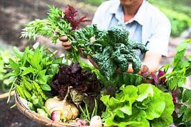 Malaysia company has exploring in highly lucrative farming business now, such in Organic Farm In Johor Baru Promotes Sustainable Farming And Healthy Produce Food News Top Stories The Straits Times