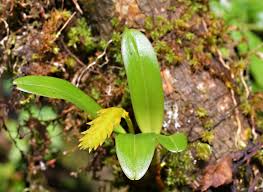 Image result for Bulbophyllum oreonastes