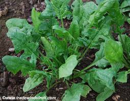 Image result for Spinacia oleracea