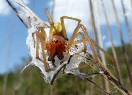 Instead, they are a type of arachnid that's closely related to spiders and ticks. The 10 Most Dangerous Bugs To Watch Out For This Summer Bob Vila