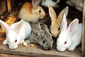 Old static week 6 idle. Caring For Newborn Baby Rabbits Northern Nester