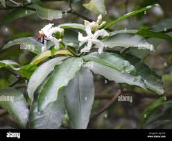 Image result for Tabernaemontana ventricosa