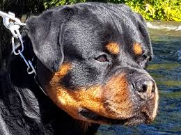 Our breeding programs offers rottweiler puppies for sale from some of the best breeding stock in the world. Ch Zar Vom Hause Neubrand Ii Imp Germany Von Zennith German Rottweiler Breeder
