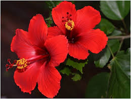 What does hawaii state flower look like? What Is The National Flower Of Malaysia Whatsanswer