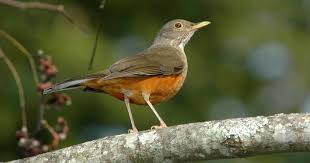 Canto De Trinca Ferro Bom Dia Seu Chico Com Boi Sabia E Companheiro Do Brasileiro Do Campo E Das Grandes Cidades Sabia Passaro Passaros Brasileiros Passaros Exoticos