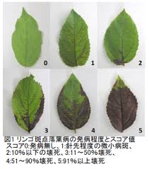 リンゴの斑点落葉病と黒星病に対する複合抵抗性育種に有用な育種母本 農研機構